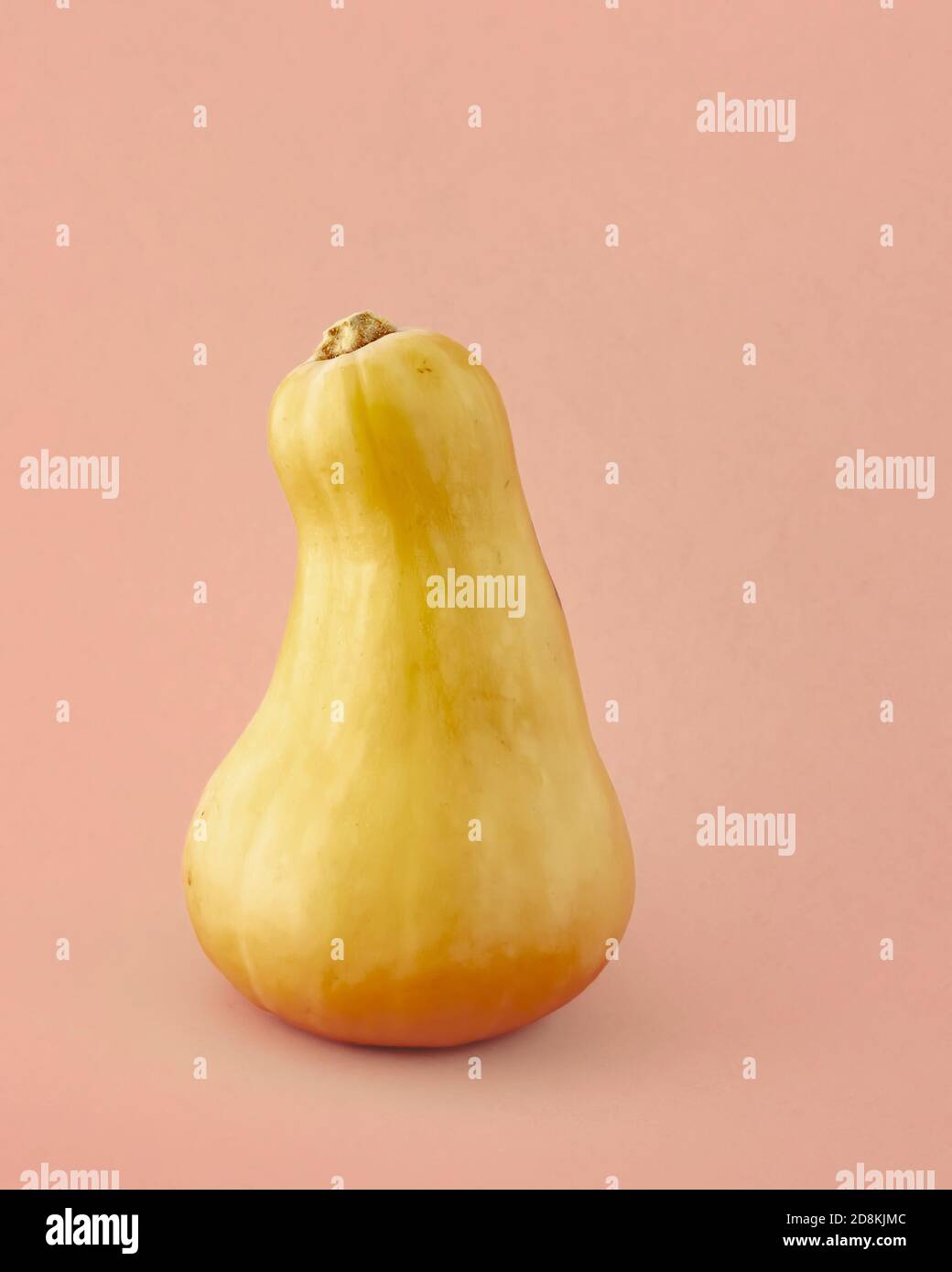 Butternut squash close up isolated on light pinkbeige color background. Gourd family varieties