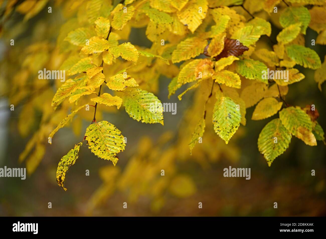Autumn background. Beautiful colorful leaves of trees in nature. Autumn ...