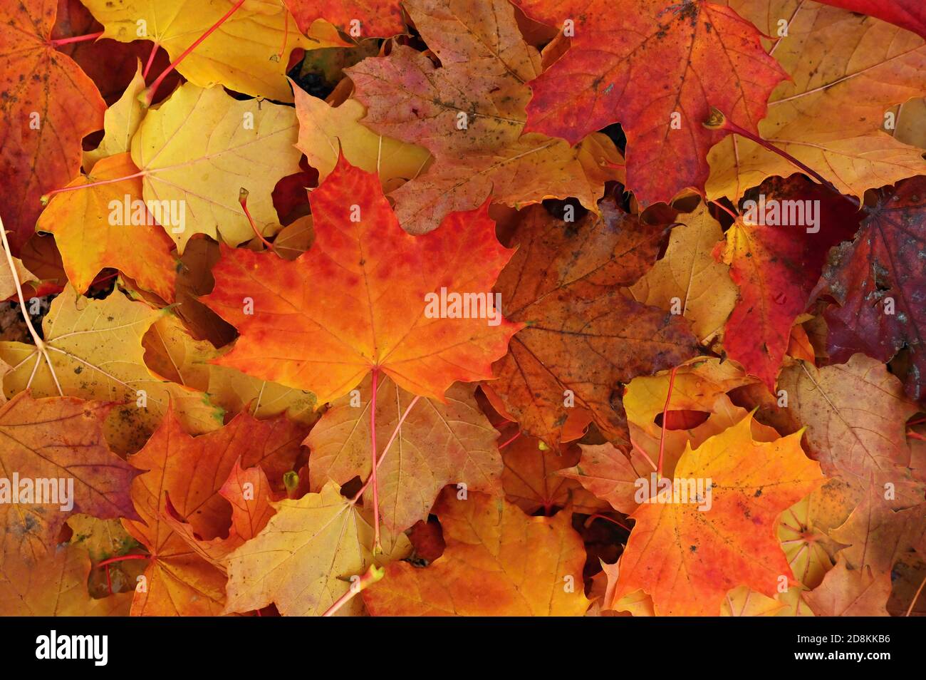 Autumn background. Beautiful colorful leaves of trees in nature. Autumn ...
