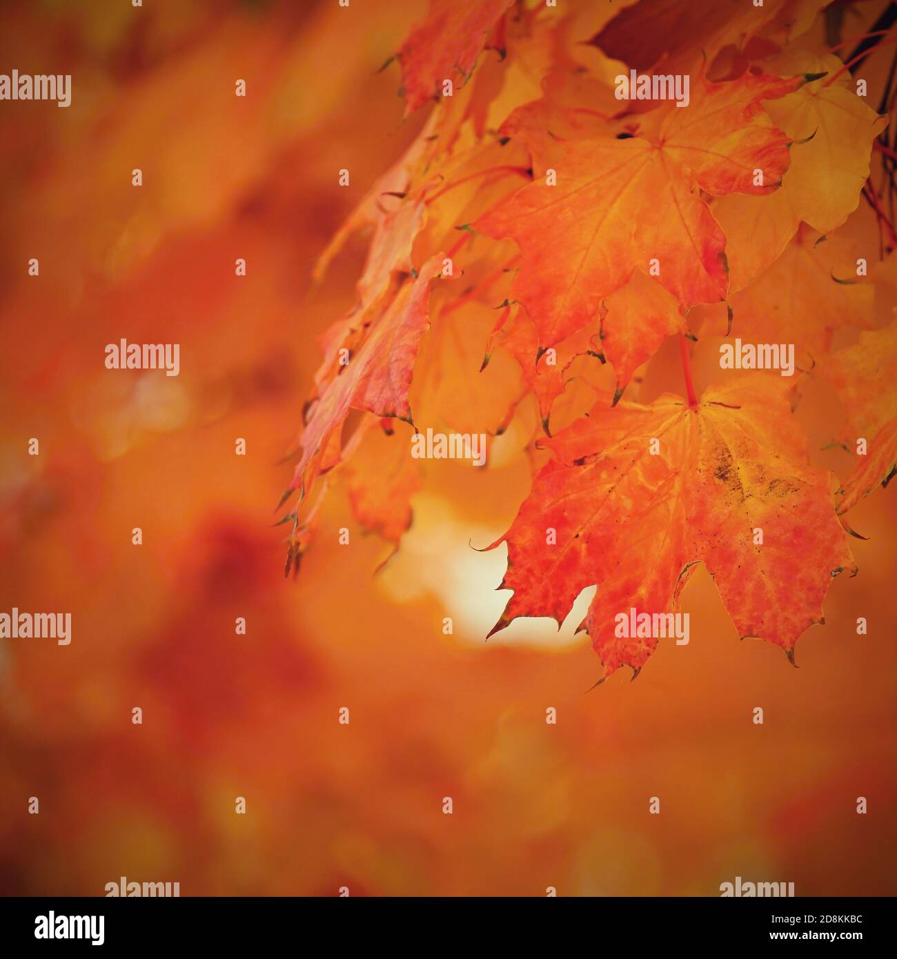 Autumn background. Beautiful colorful leaves of trees in nature. Autumn ...