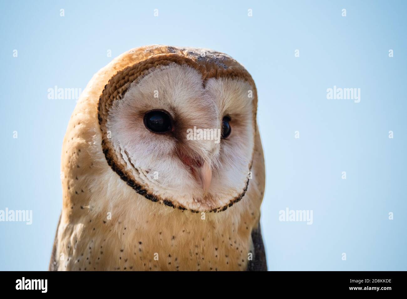 Common Barn Owl Tyto alba Close Up Portrait of the Head and Face Stock Photo