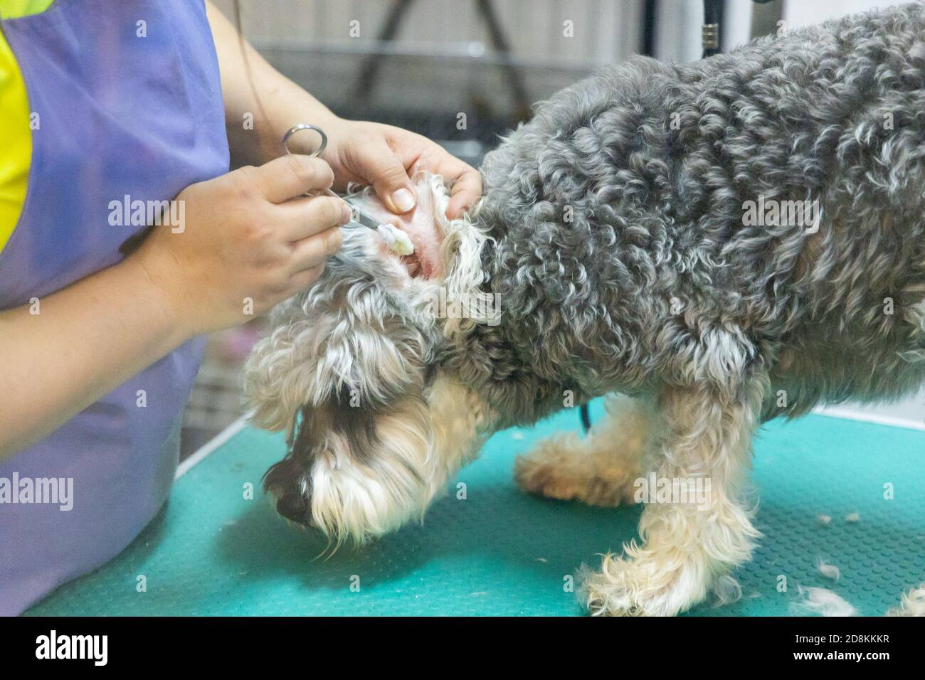 Picture of Cleaning dog ear hi-res stock photography and images - Alamy
