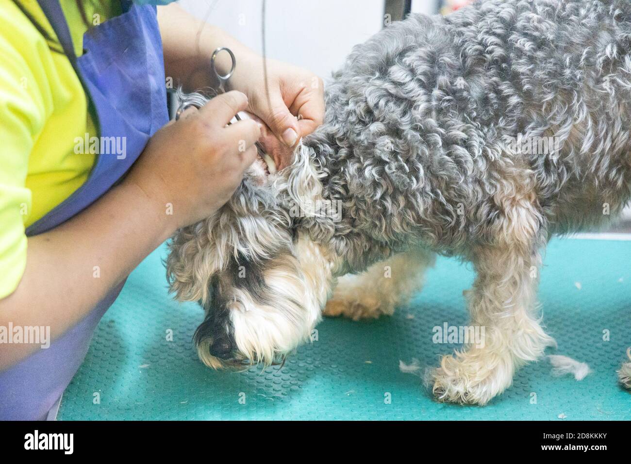 Picture of Series of groomer cleaning ear of dog with cotton swab Stock Photo - Alamy