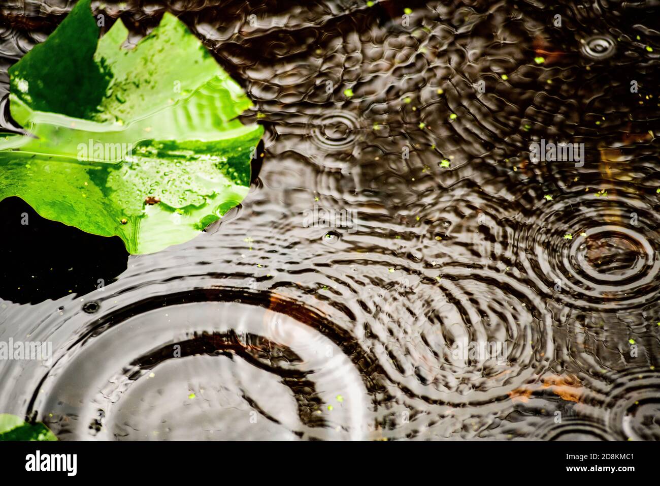 Ripples formed by raindrops on a pond Stock Photo