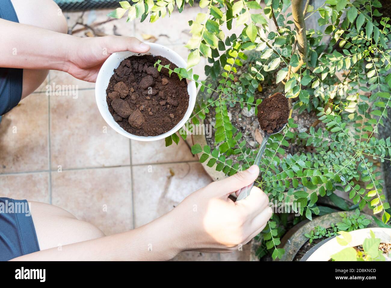Person apply spent grounded coffee powder as natural plant fertilizer Stock  Photo - Alamy