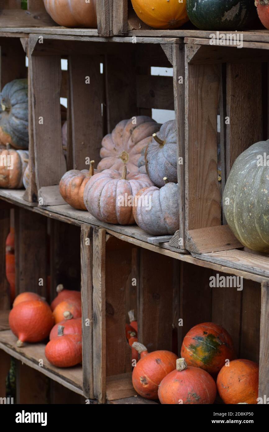different Pumpkins presented in wooden Boxes Stock Photo - Alamy