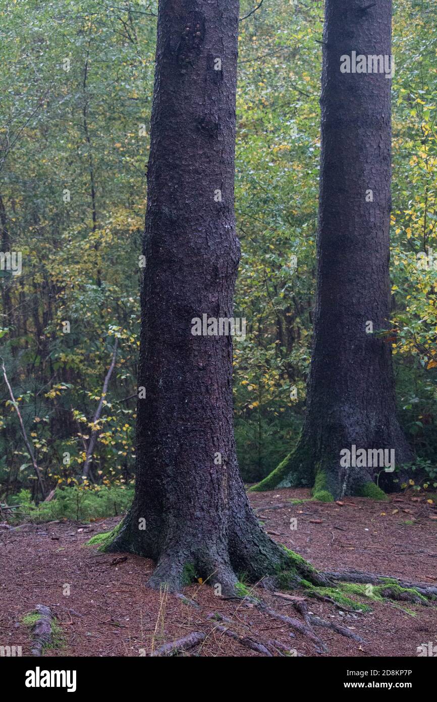 Vertical shot roots tall hi-res stock photography and images - Alamy