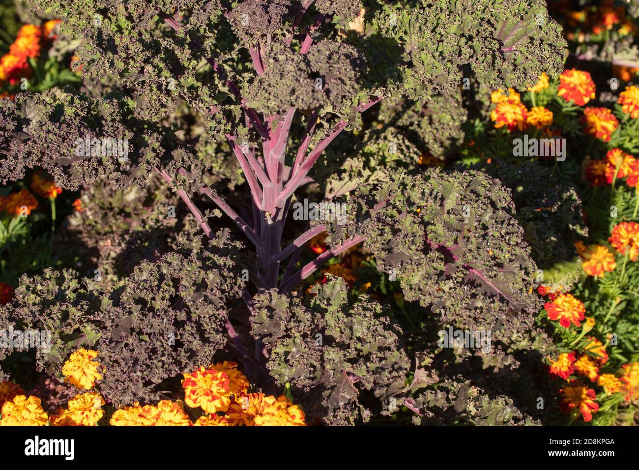 Kale vegetable in bright sunlight Stock Photo Alamy