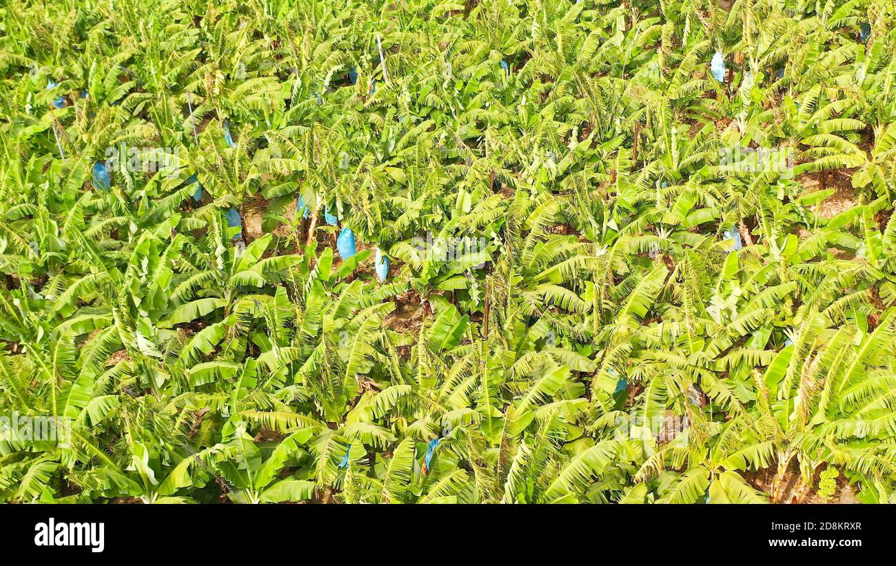 Drone view of Banana plantations. Philippines, Mindanao. Green banana
