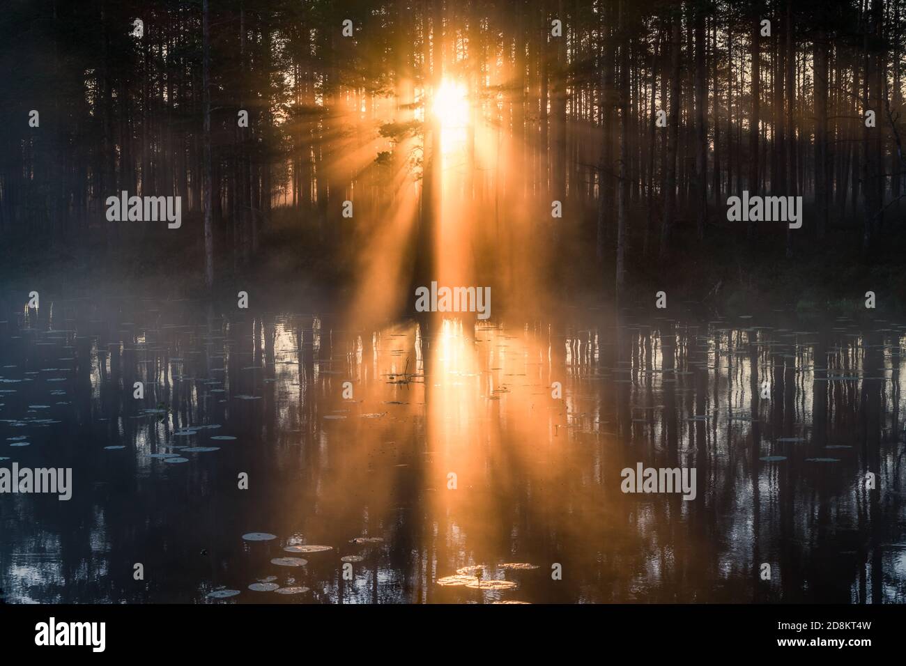 Beuatiful morning sunlight with fog and amazing sun beams at forest in Finland Stock Photo