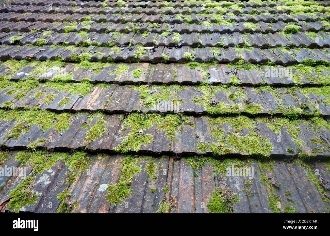 Roof tiles owergown wit moss. Stock Photo