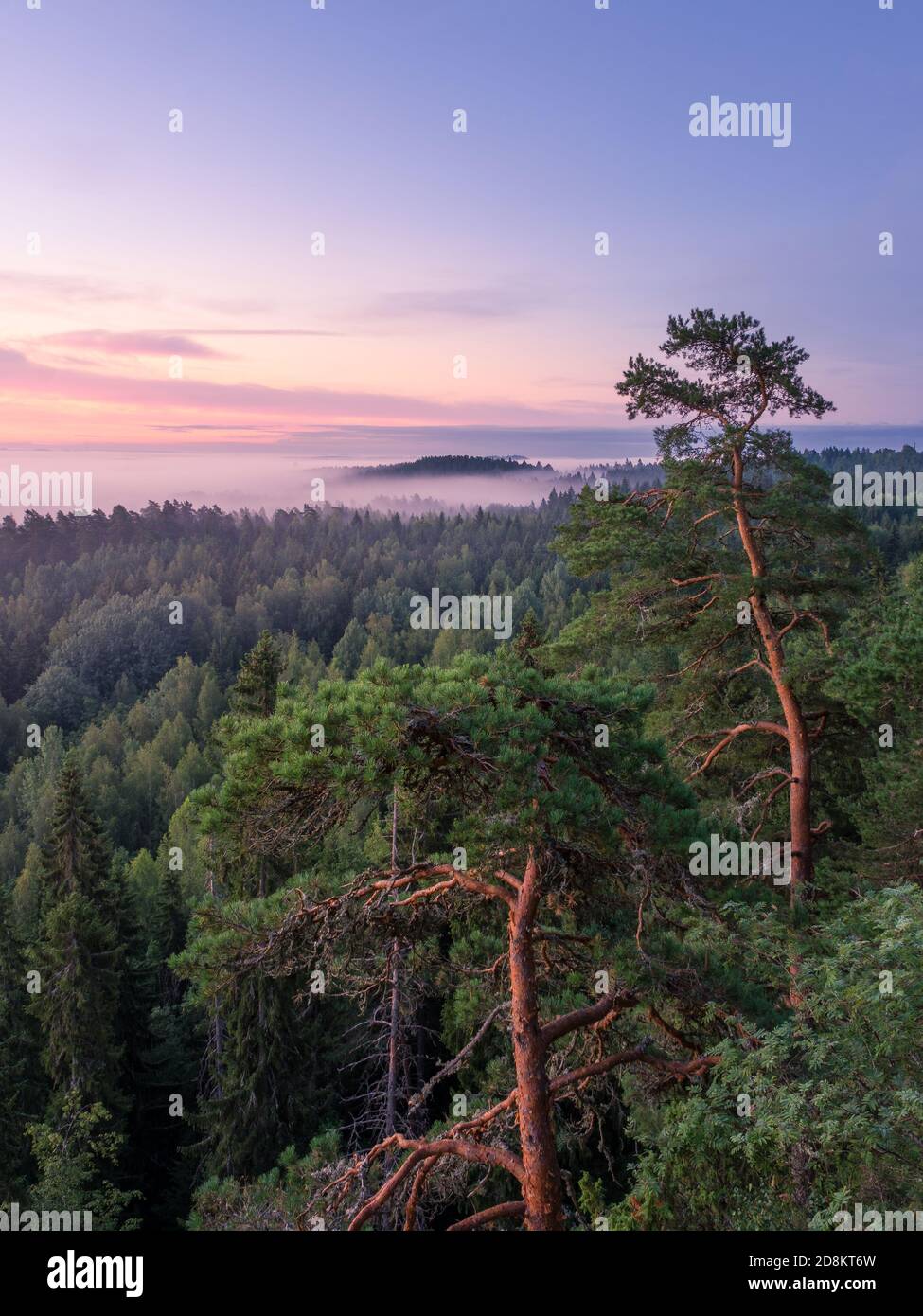 Scenic foggy landscape with mood forest at summer morning at National park, Finland. High angle aerial view. Stock Photo