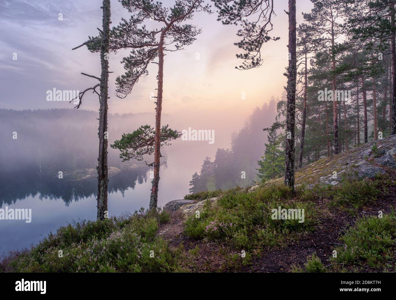 Scenic forest landscape with tranquil mood and idyllic sunrise at summer morning in Finland Stock Photo