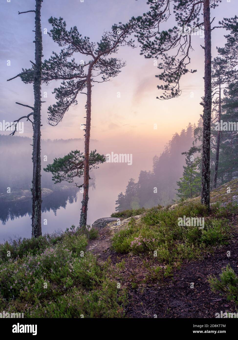 Scenic forest landscape with tranquil mood and idyllic sunrise at summer morning in Finland Stock Photo