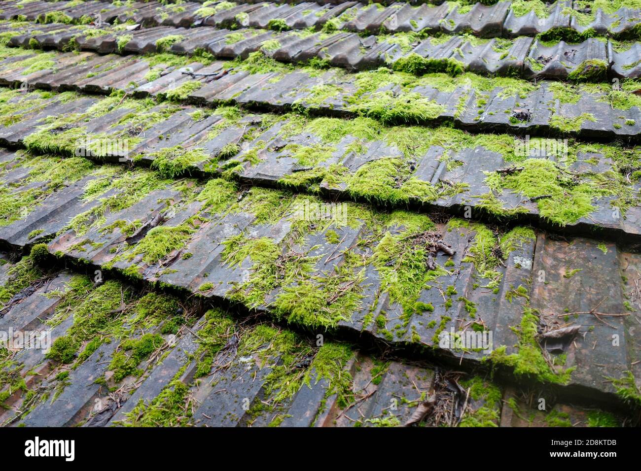 Roof tiles owergown wit moss. Stock Photo