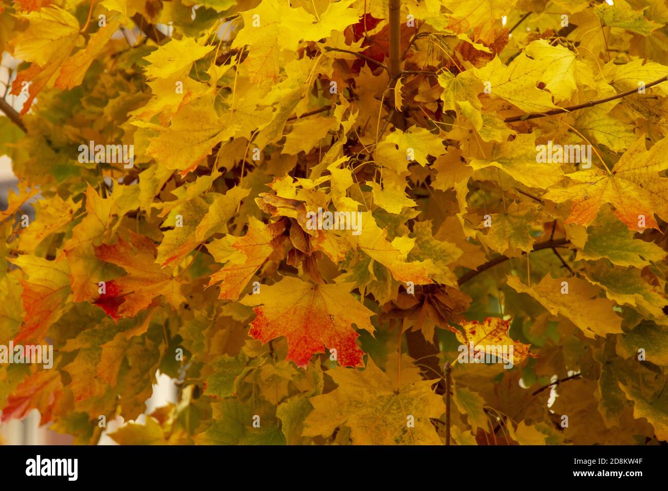 Branches of a tree with yellow Autumn leaves Stock Photo - Alamy