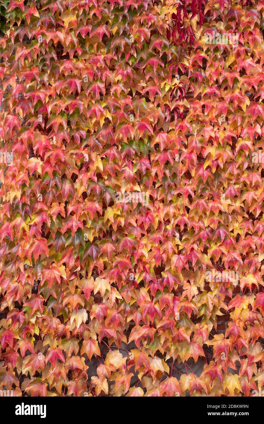 Beautiful fall colors of the ivy leaves in the fall Stock Photo