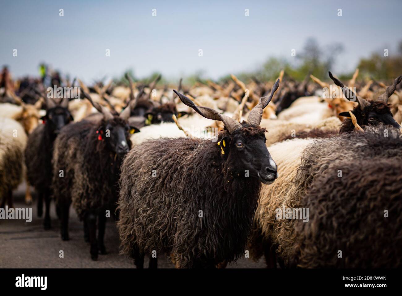Traditional Hungarian 'racka' sheep in Hortobagy, rural Eastern Hungary Stock Photo
