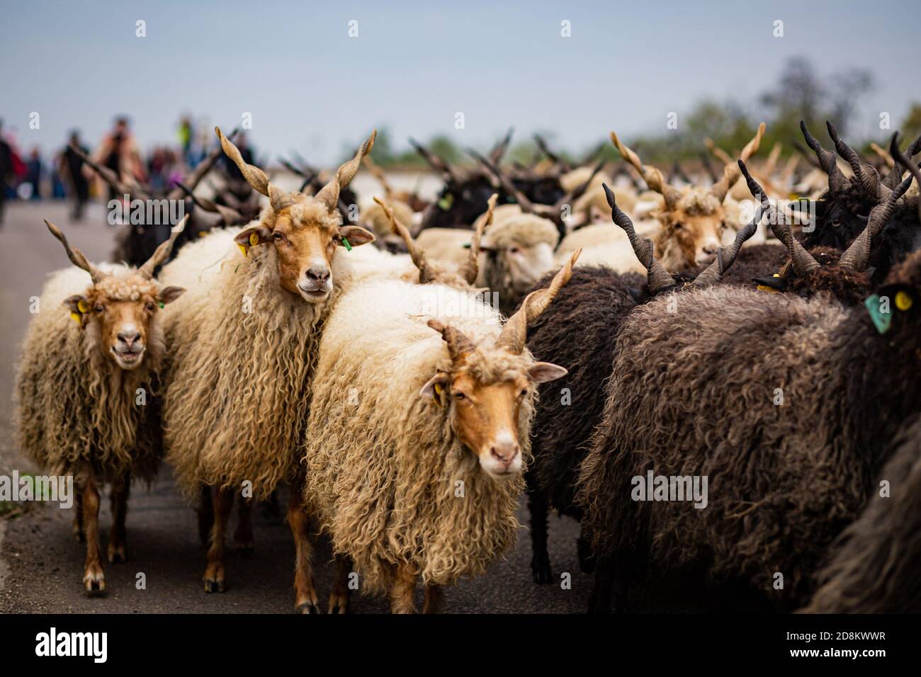 Traditional Hungarian 'racka' sheep in Hortobagy, rural Eastern Hungary Stock Photo