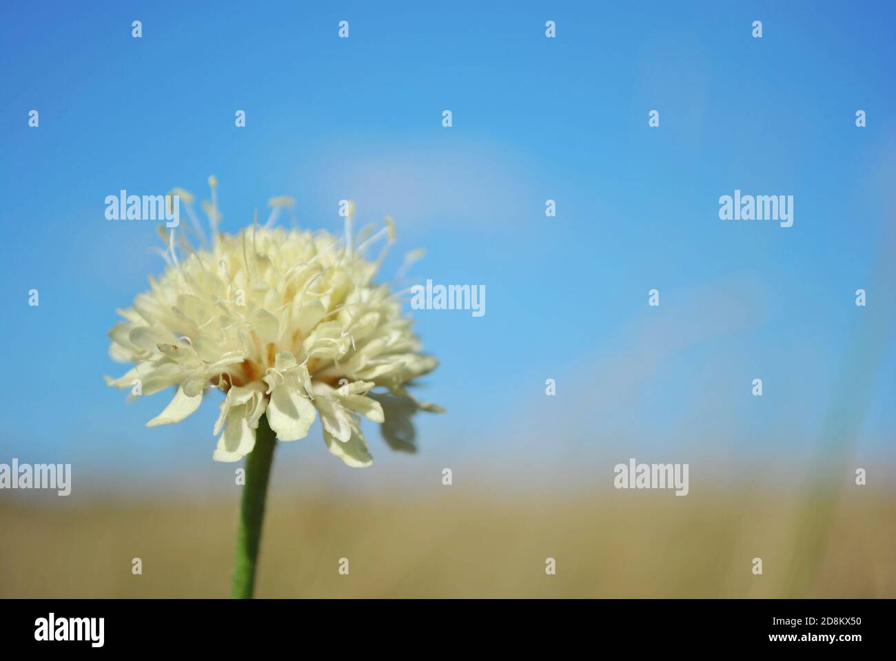 Cephalaria white flower blooming, close up macro detail on soft blurry sky and grass line background Stock Photo
