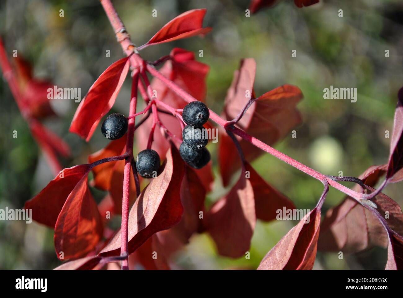 Frangula alnus (alder buckthorn, glossy buckthorn, breaking buckthorn) branch with black berries, soft blurry background Stock Photo