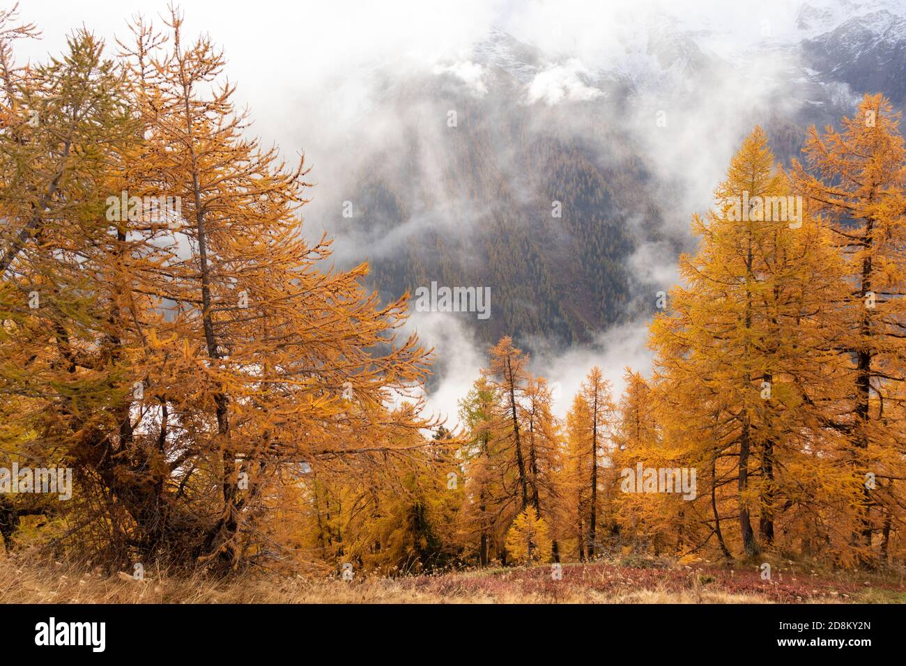 Orange Autumn Larch trees forest with fog above. Autumn or Fall forest background. Stock Photo