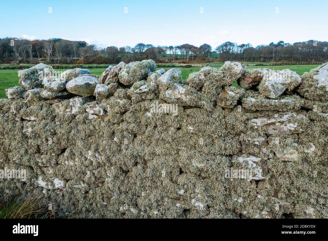 Lichen on a drystone wall Stock Photo