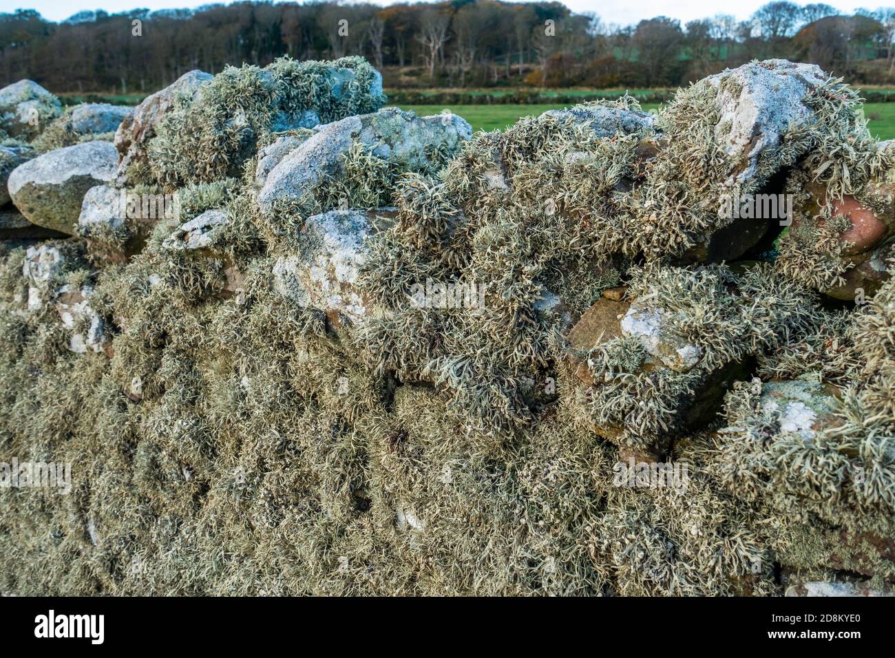 Lichen on a drystone wall Stock Photo