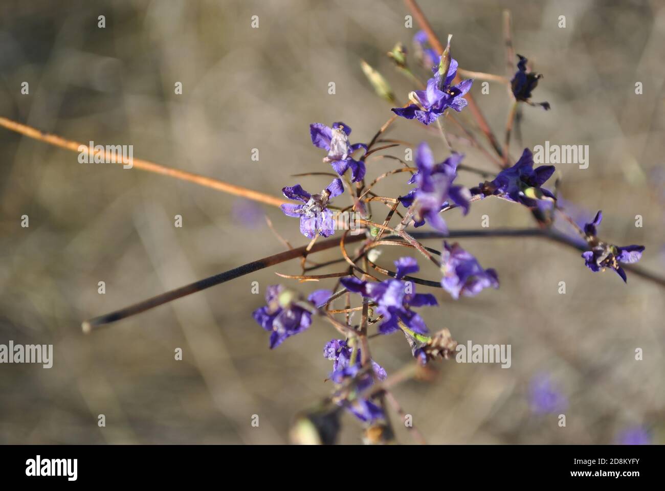 Consolida regalis (Forking Larkspur, Rocket-larkspur, Field larkspur) blue-purple flower, gray grass background, soft bokeh Stock Photo