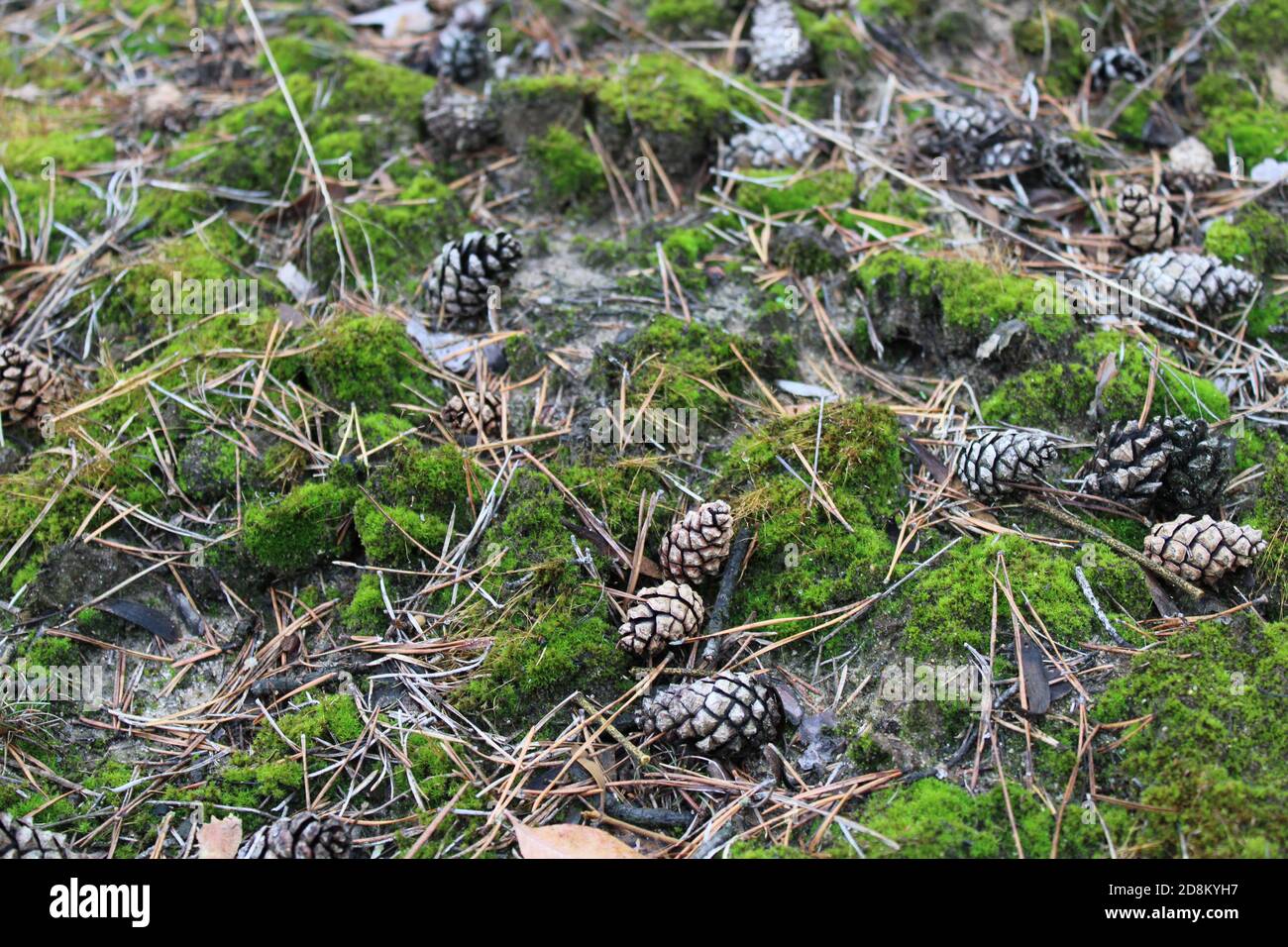 strobili pine cones and needles on the forest floor with moss Stock Photo