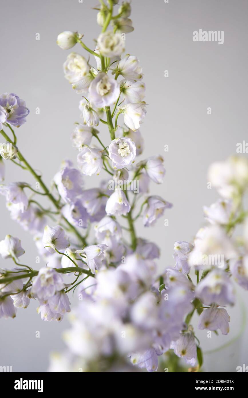 close up of lilac buds. Beautiful blue and lilac delphinium flower in ...