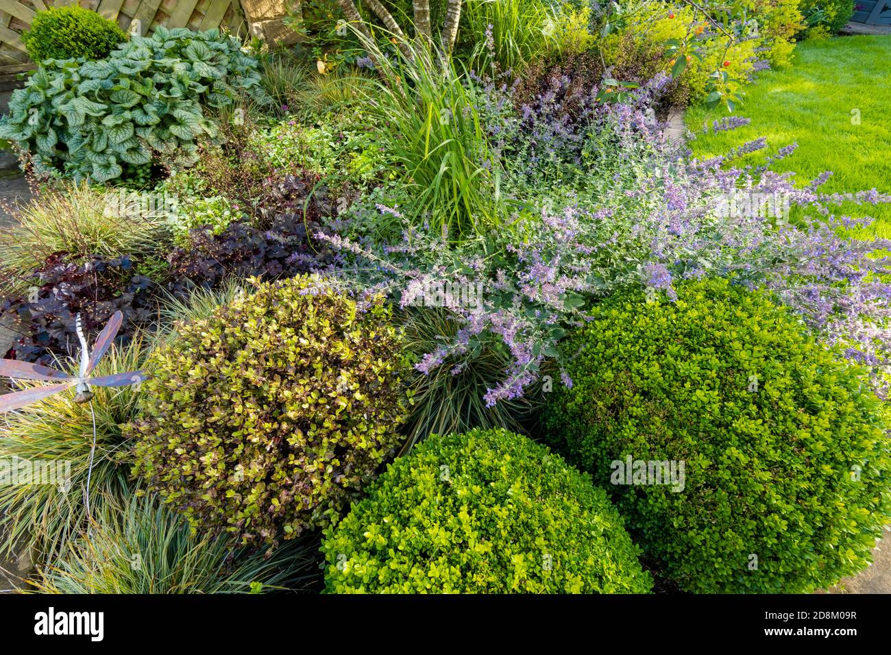 Landscaped private garden close-up (summer flowers, colourful foliage, mixed border plants, box balls, ornamental stake, lawn) - Yorkshire, England UK Stock Photo