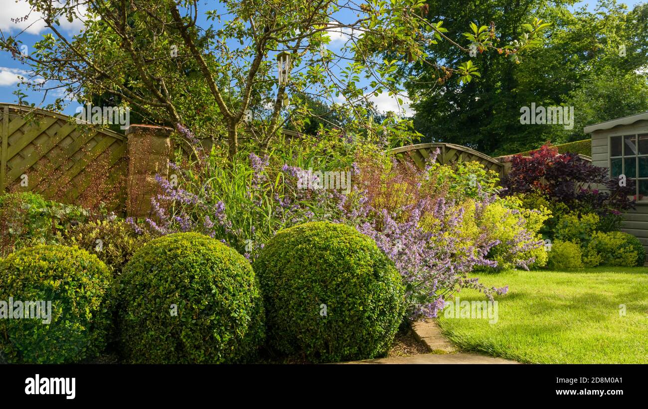 Landscaped sunny private garden (contemporary design, summer flowers, flowering border plants & shrubs, box balls, lawn, shed) - Yorkshire, England UK Stock Photo