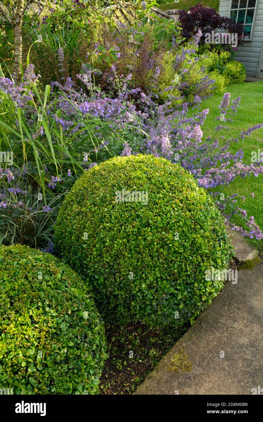 Landscaped private garden (contemporary design, summer flowers, flowering border plants, shrubs, box balls, shed, lawn, path) - Yorkshire, England, UK Stock Photo