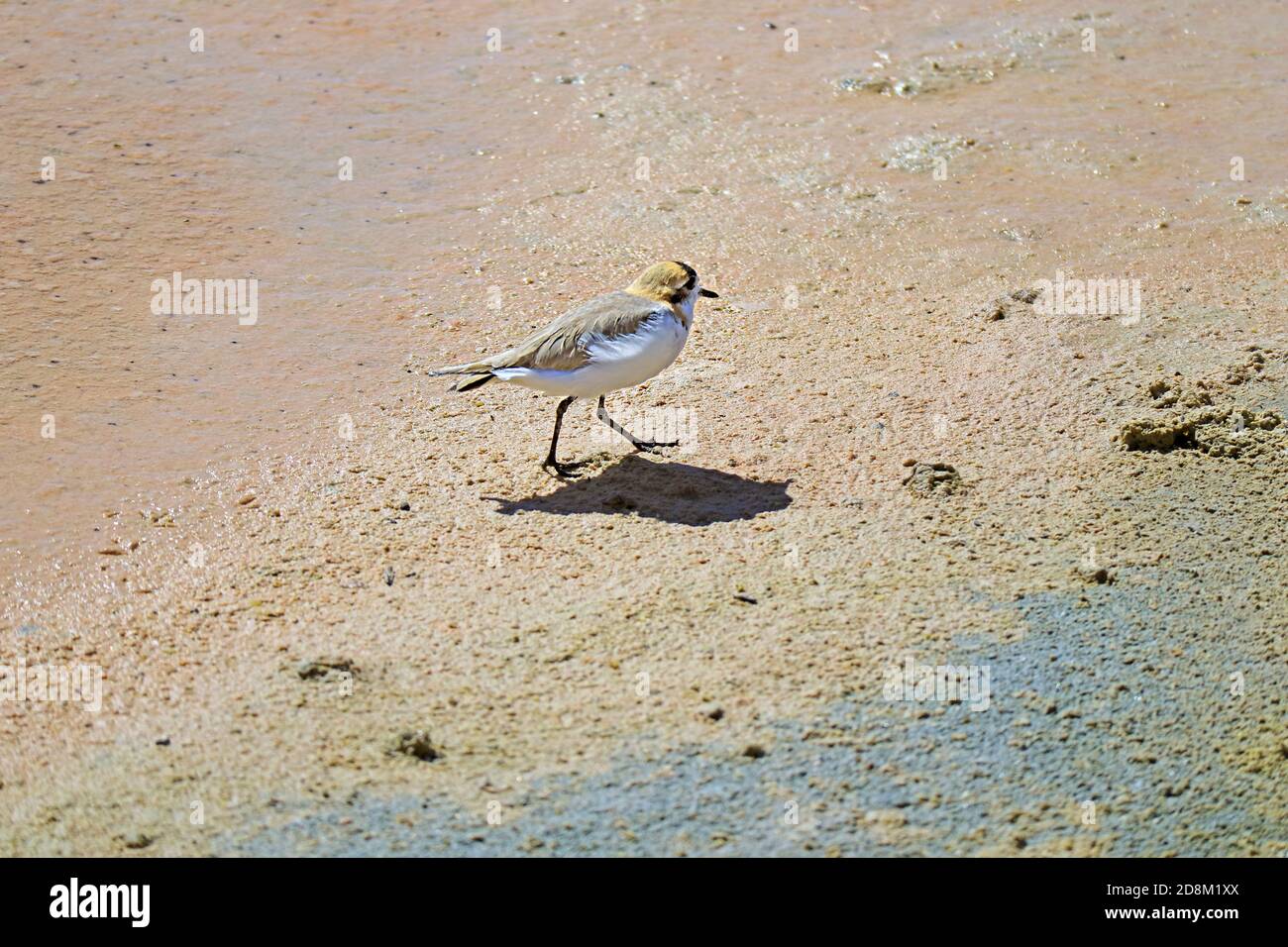 Puna Plover Bird Walking Alone on the Shore of Chaxa Lagoon, Part of Salar de Atacama Salt Flat in Antofagasta Region, Northern Chile Stock Photo