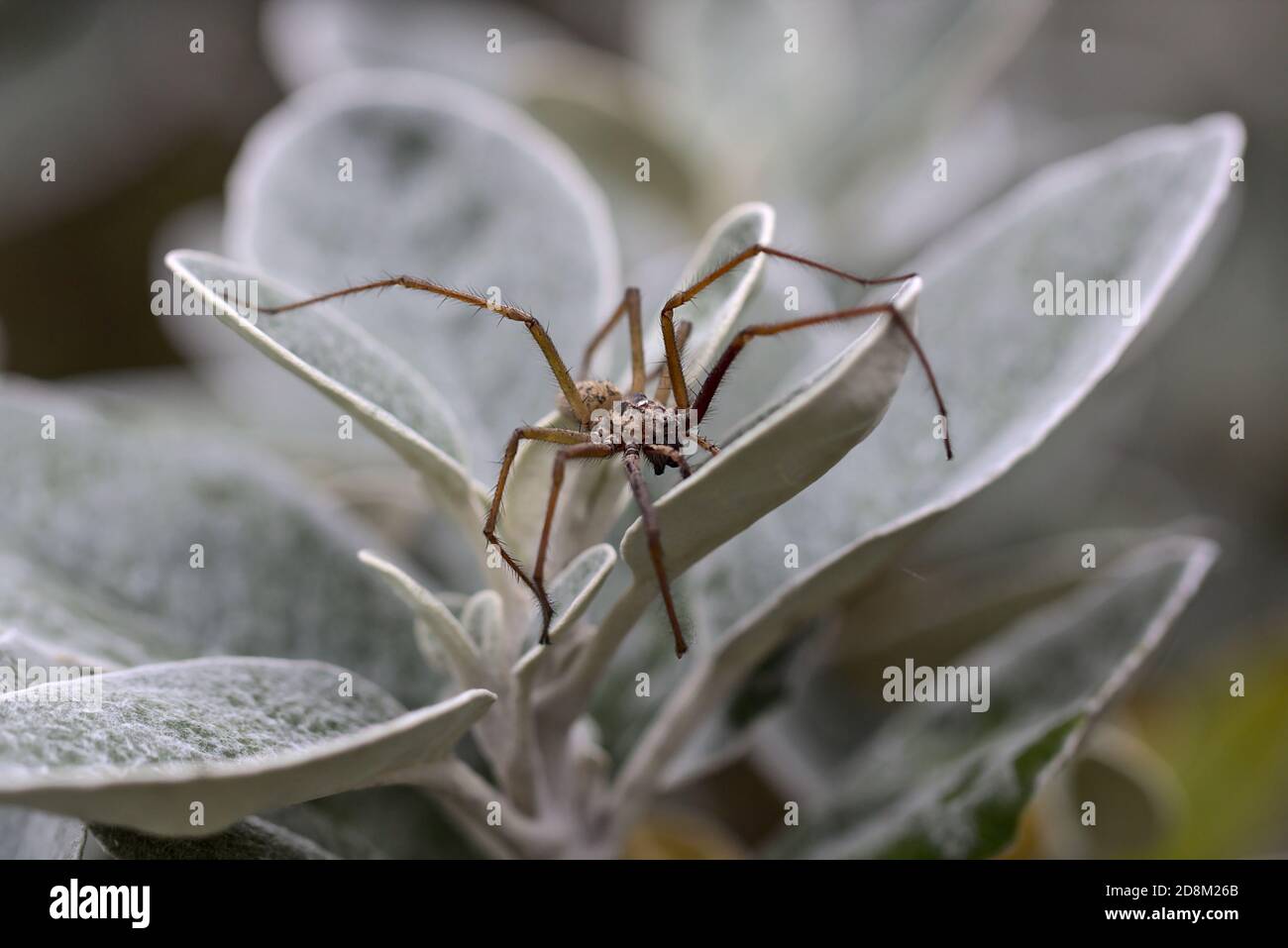 Male Tegenaria sp. on leaves. Scotland Stock Photo