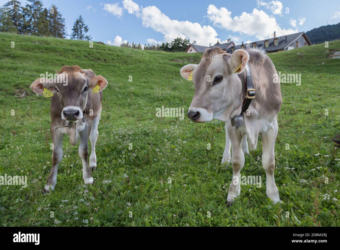 gray cows on a meadow in switzerland Stock Photo