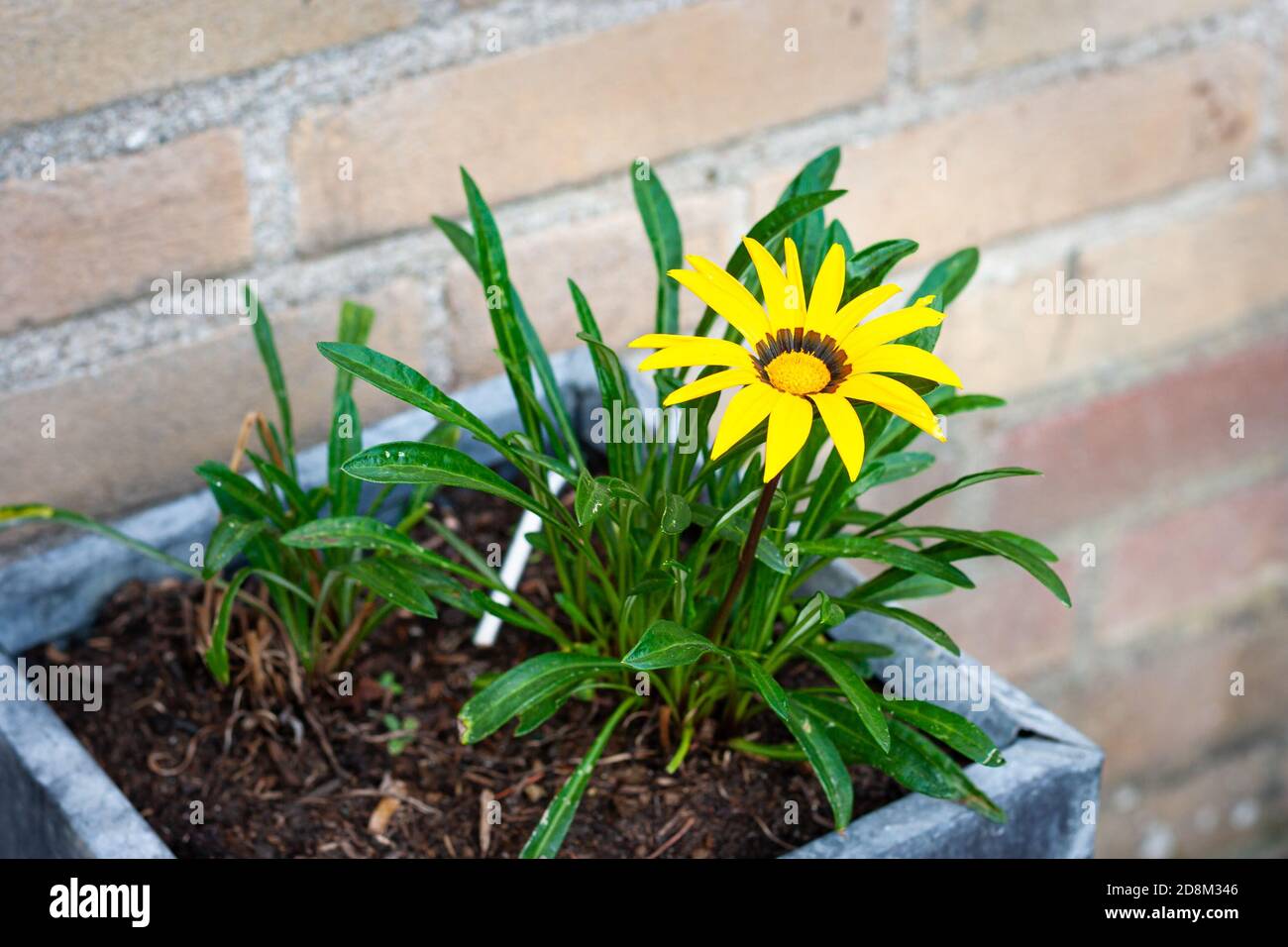 Bright yellow Treasure flower (Gazania rigens) in a flower pot Stock Photo
