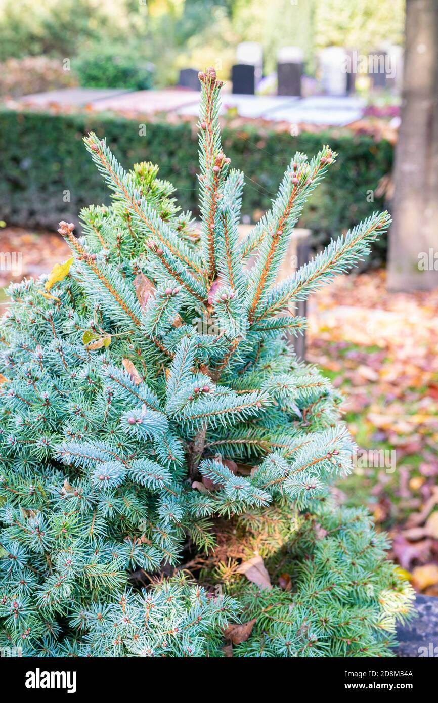 Dwarf blue spruce (Picea pungens glauca) with large new shoots Stock Photo