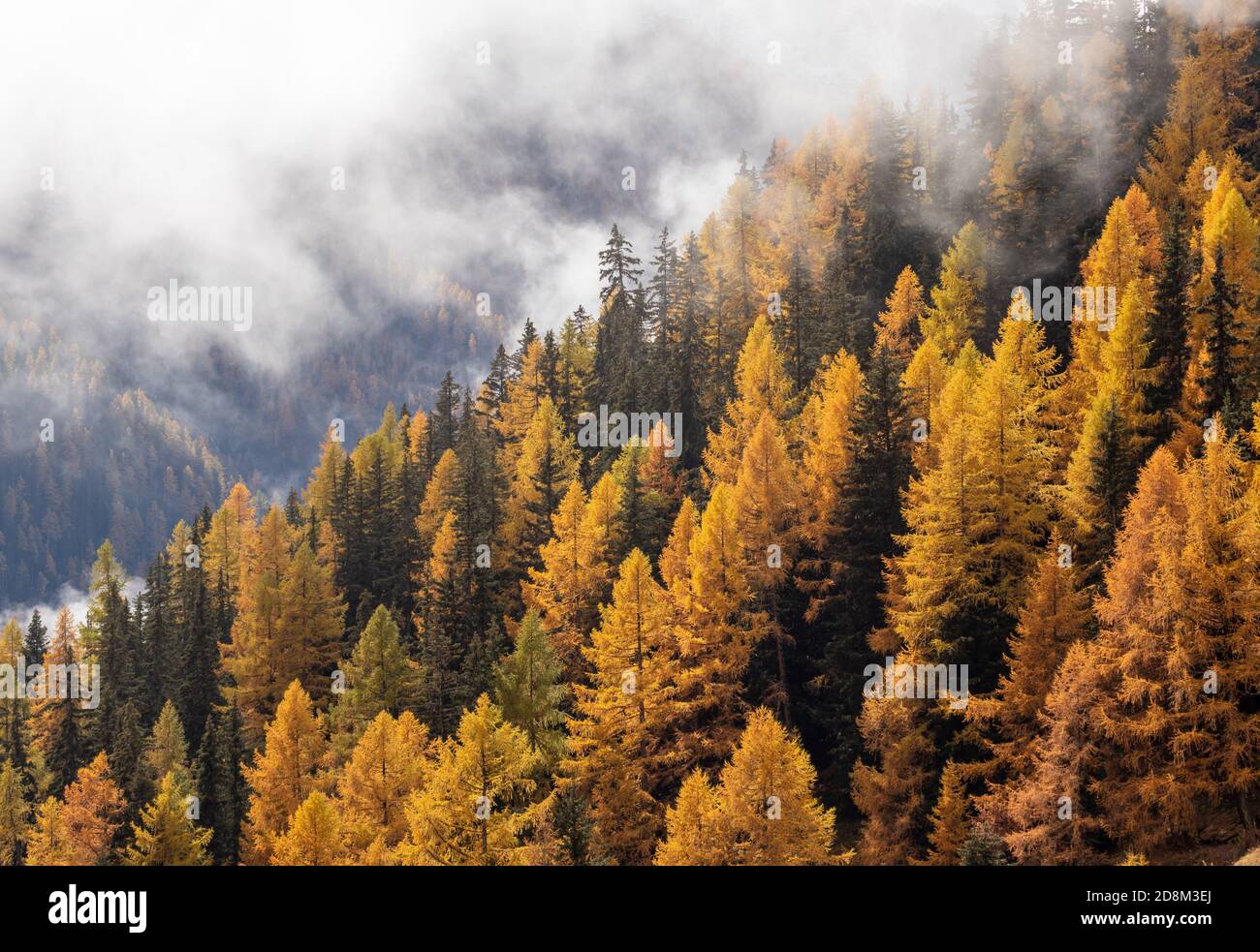 Orange Autumn Larch trees forest with fog above. Autumn or Fall forest background. Stock Photo