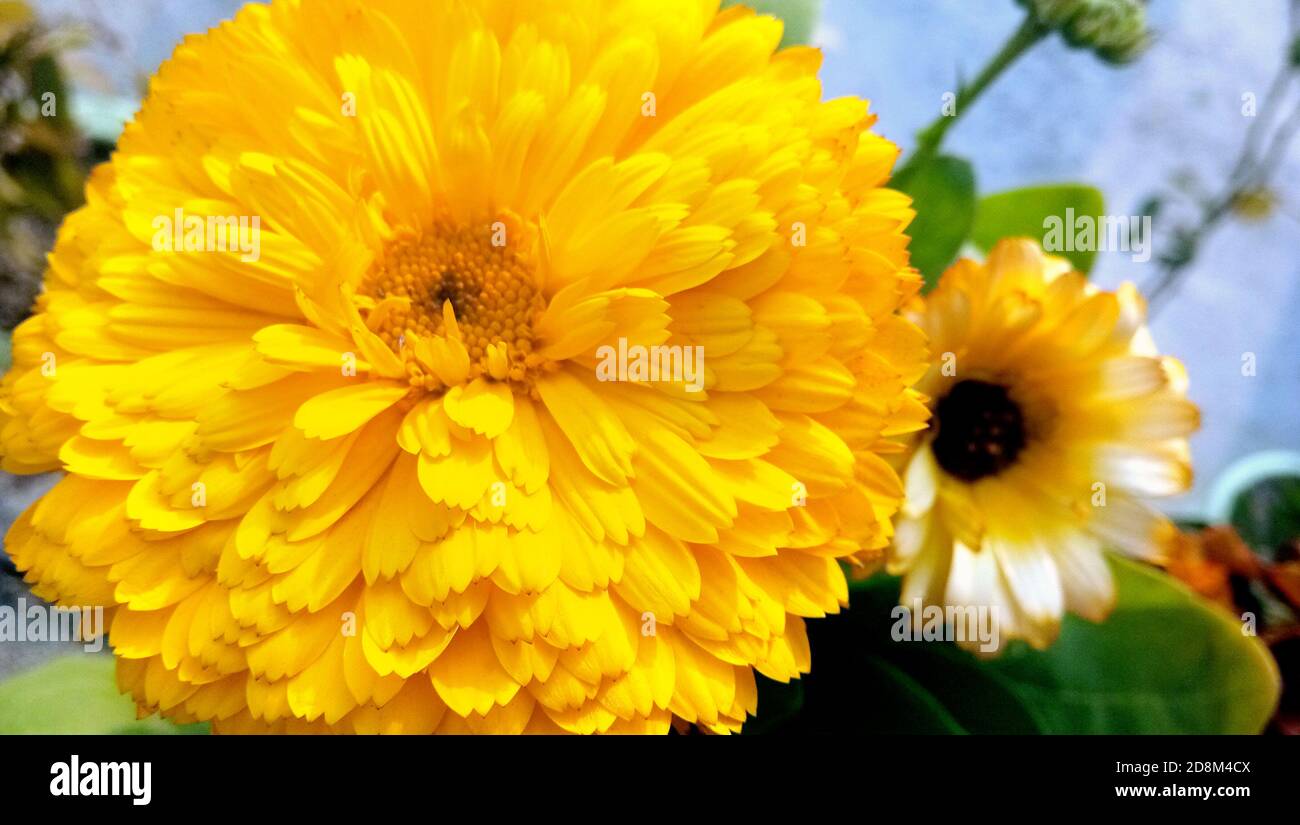 A Pot marigold: a species of Daisy, also known as Common marigold, Hen-and-chickens, Garden marigold, Ruddles, it's botanical name is Calendula offici Stock Photo