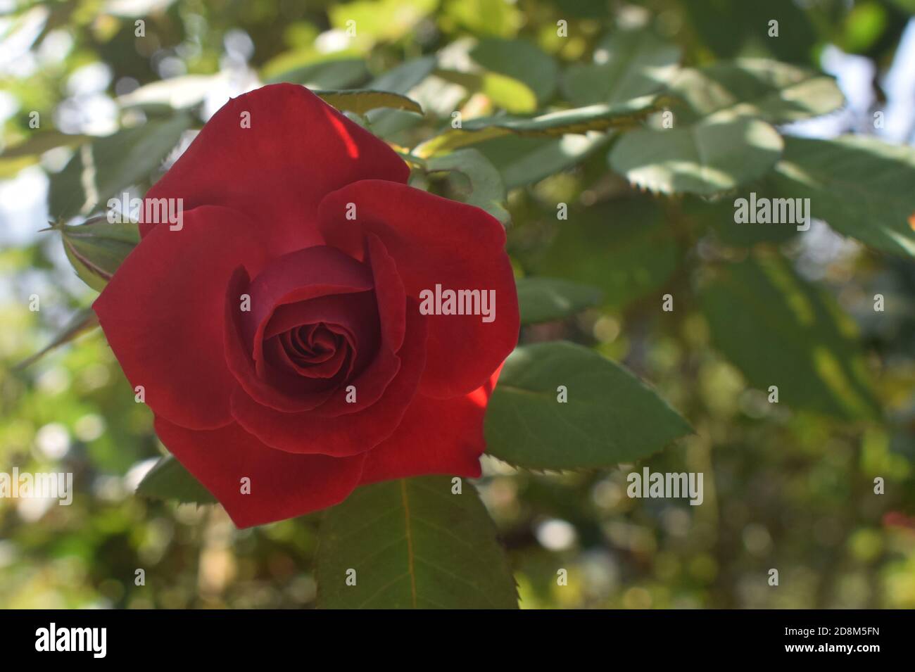 This is a red rose flower taken very closely, which is like a symbol of