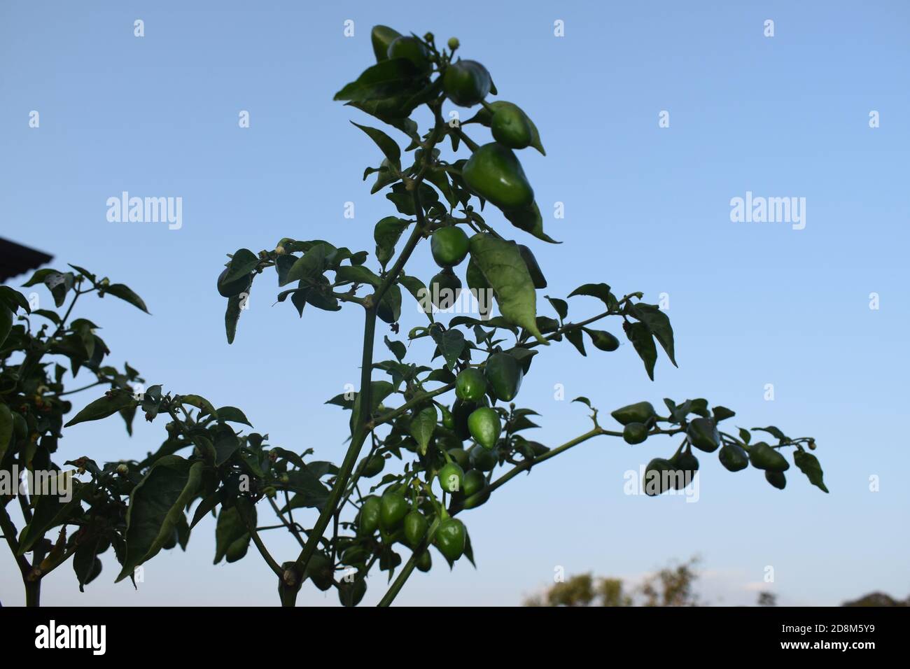 Green chilli planted on balcony Stock Photo - Alamy