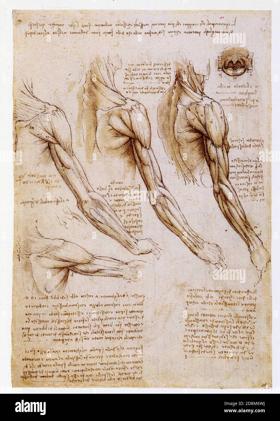 Leonardo da Vinci. Muscles of the arm and shoulder in rotated views. 1510. Pen and ink with wash modelling over black chalk Stock Photo