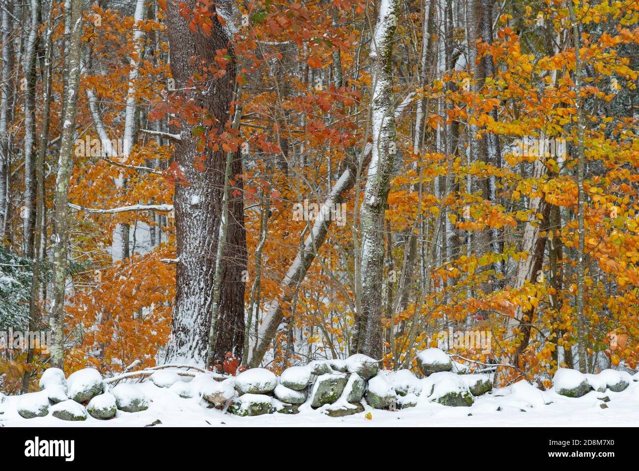 Stone wall new england forest hi-res stock photography and images - Alamy
