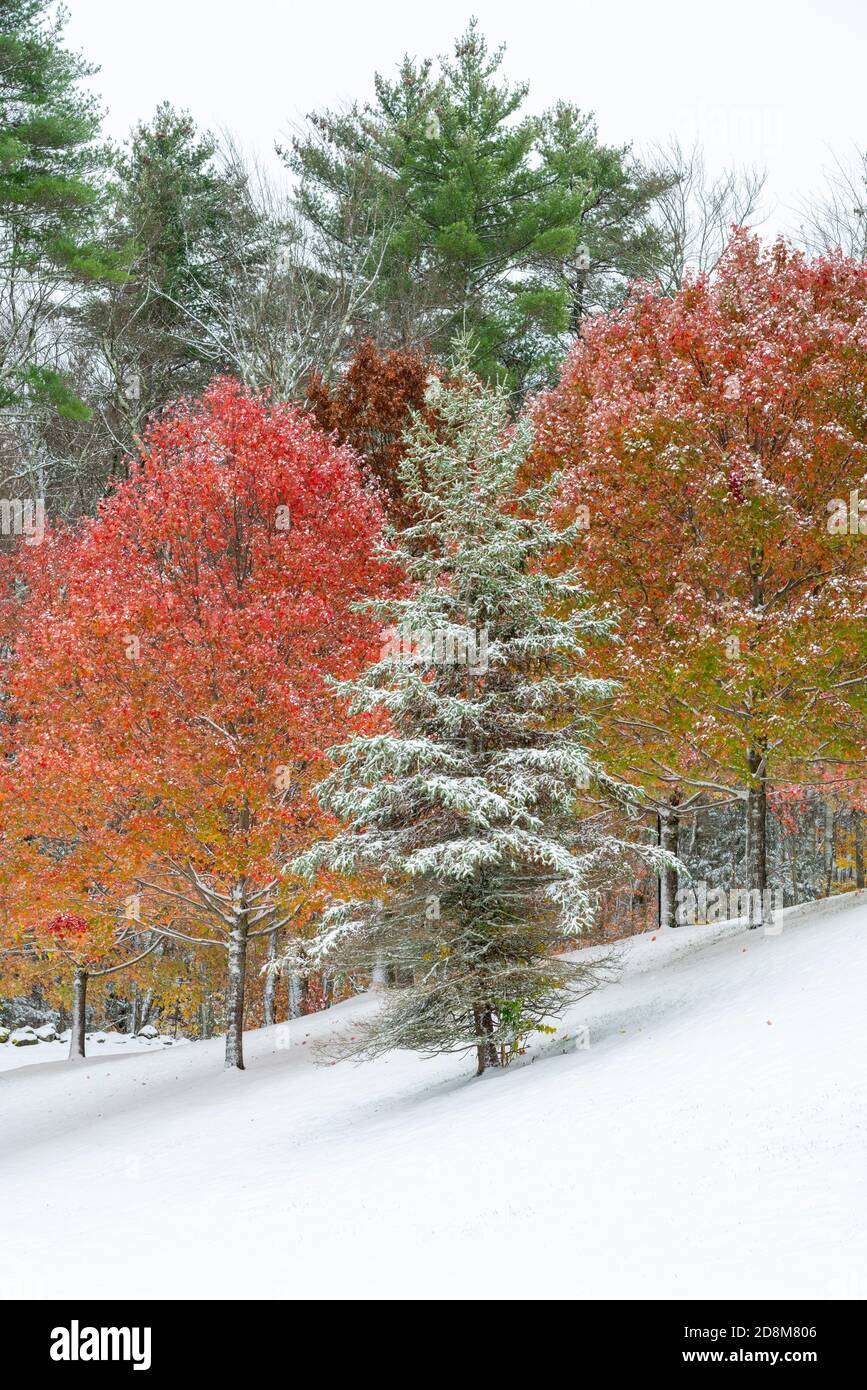 Rare early snowfall and fall foliage in October, Kensington, New