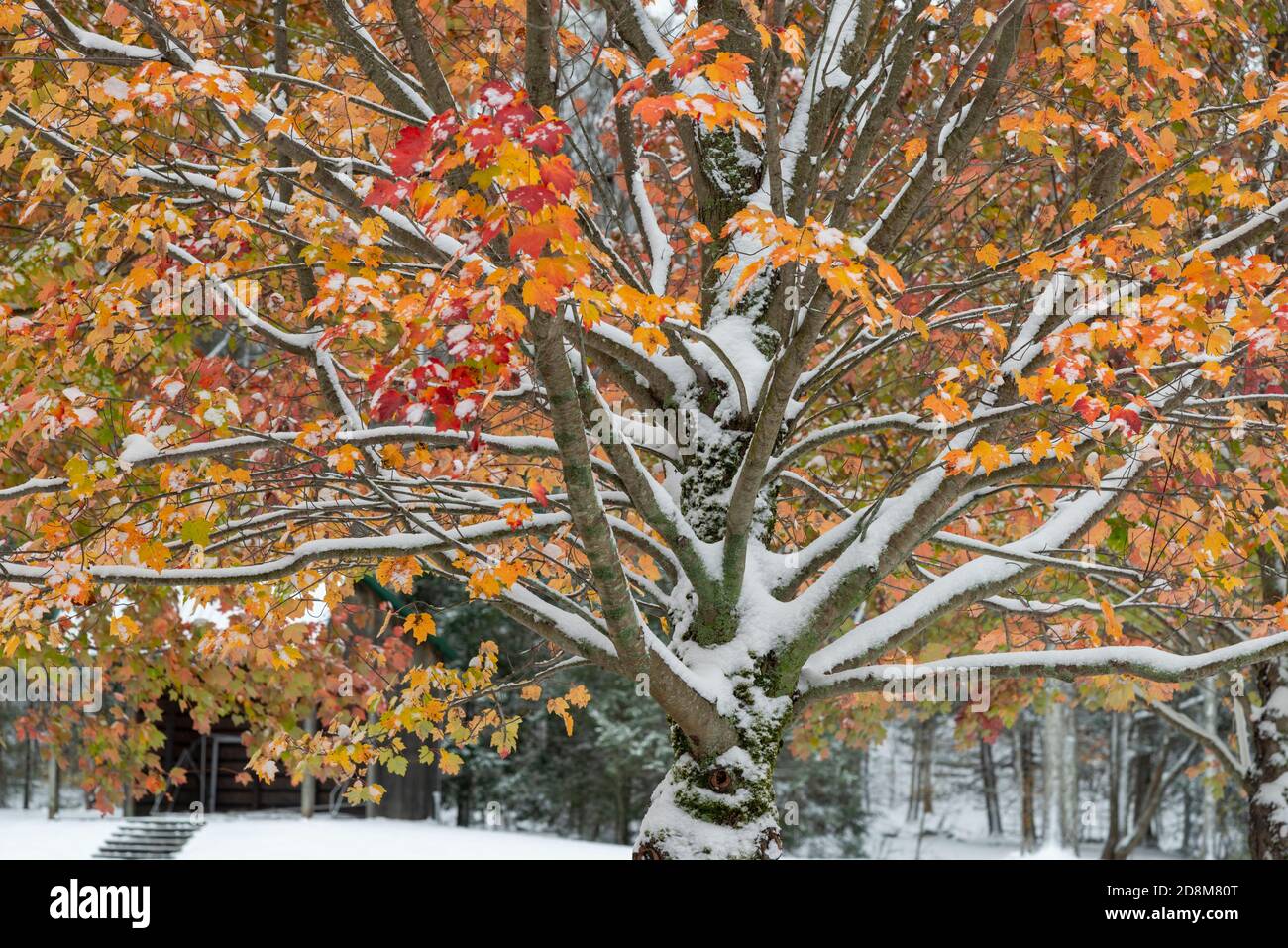Rare early snowfall and fall foliage in October, Kensington, New
