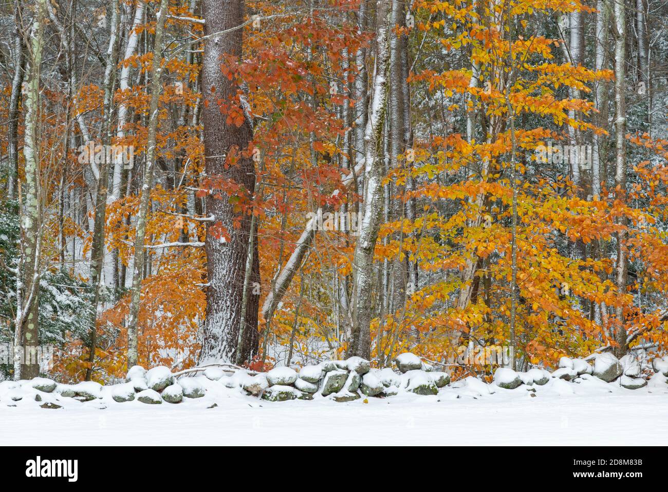 Stone wall new england forest hi-res stock photography and images - Alamy
