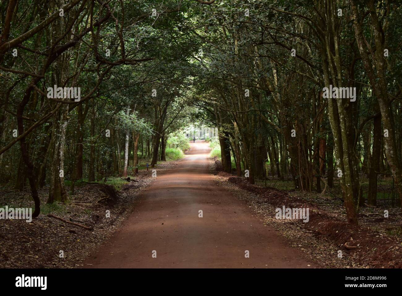 Grochen Path Serene path hi-res stock photography and images - Alamy
