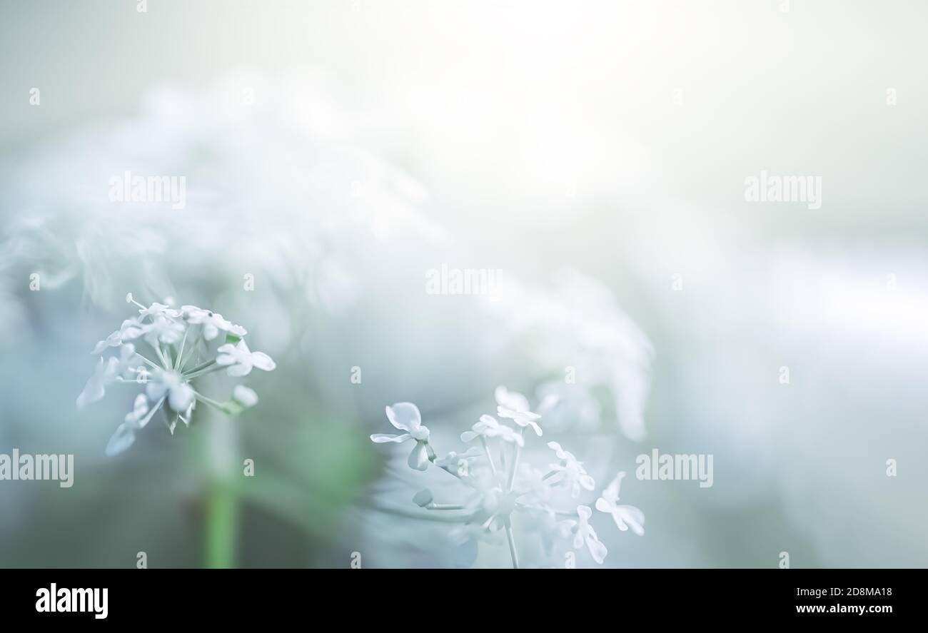 Natural background concept. Nature bokeh background with lights and ...